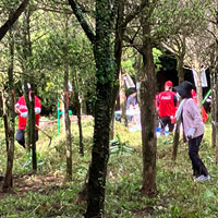 イヌマキの育樹祭